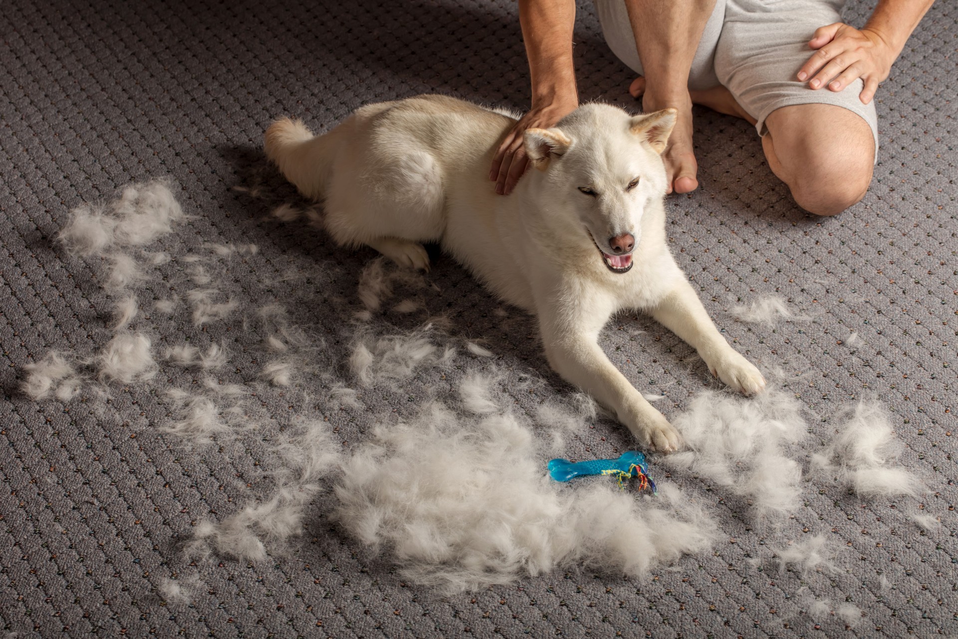 Shiba Inu with a heap of dog hair after combing during molt season